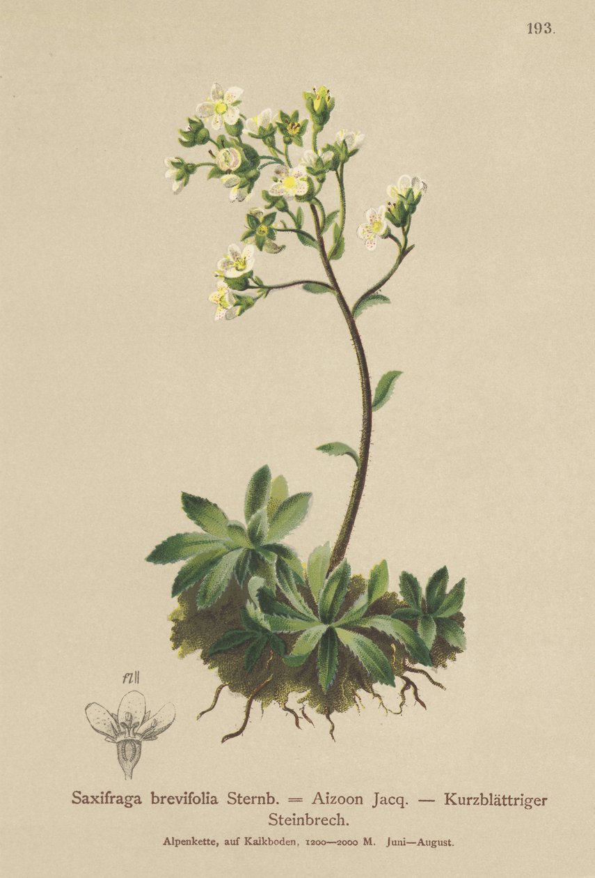 White Mountain Saxifrage (Saxifraga brevifolia ، Saxifraga Aizoon) بواسطة المدرسة الألمانية