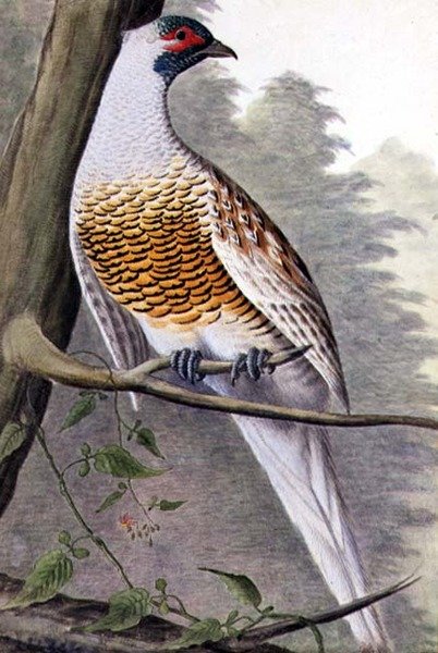 White Pheasant، c.1740 (ألوان مائية على ورق) بواسطة المدرسة الألمانية