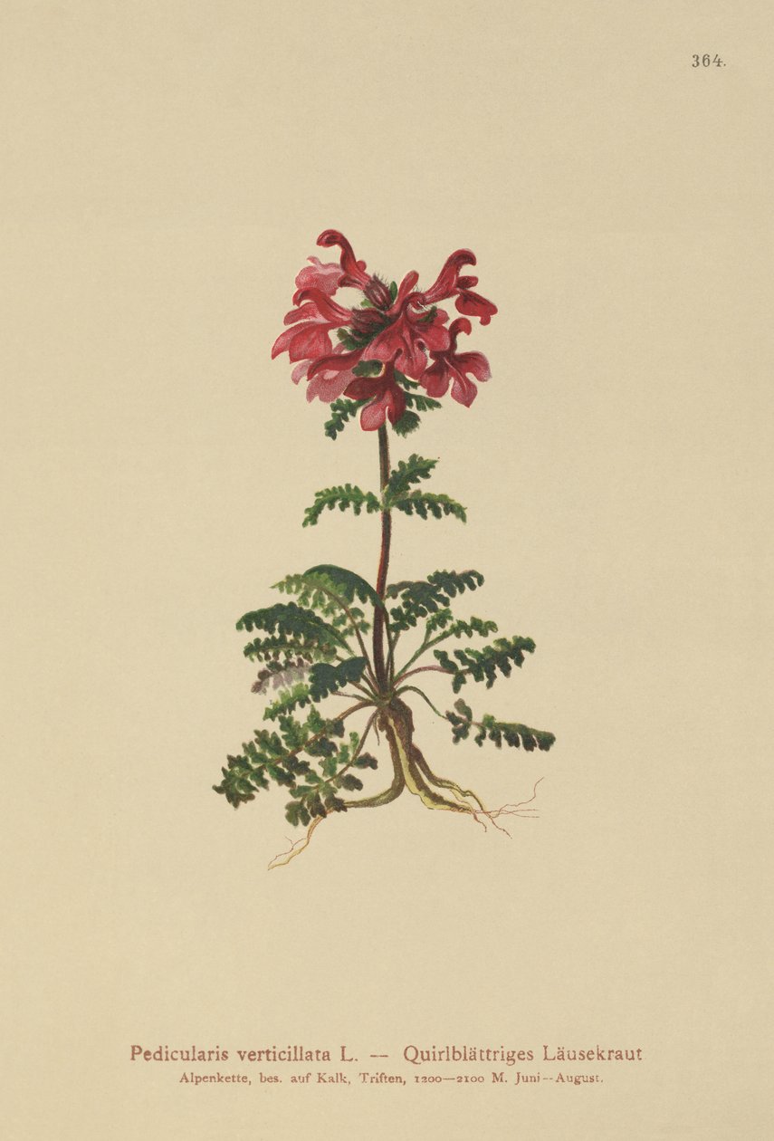 Whorled Lousewort (Pedicularis verticillata) بواسطة المدرسة الألمانية