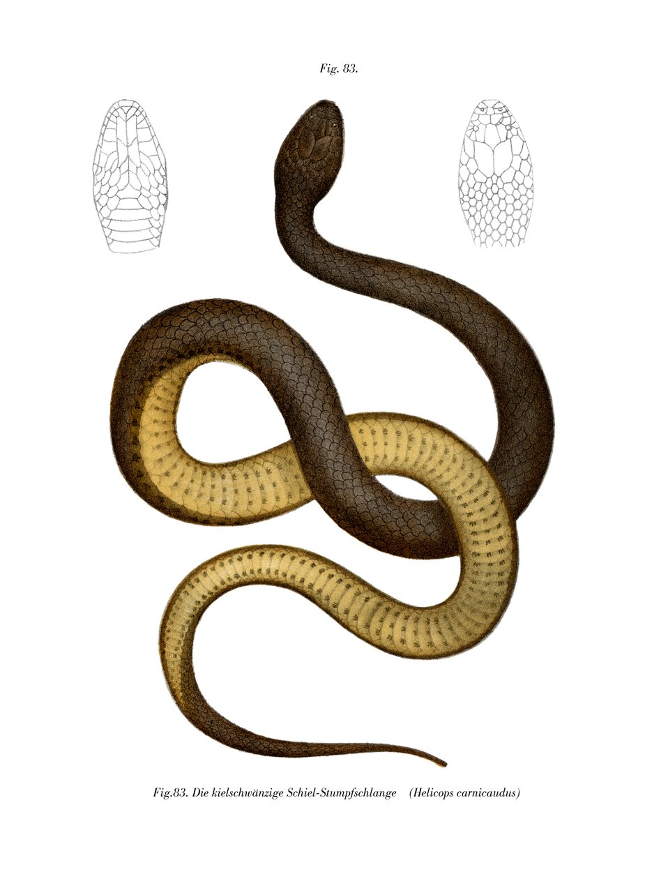 Wied's Keelback (لون ليثو) بواسطة المدرسة الألمانية