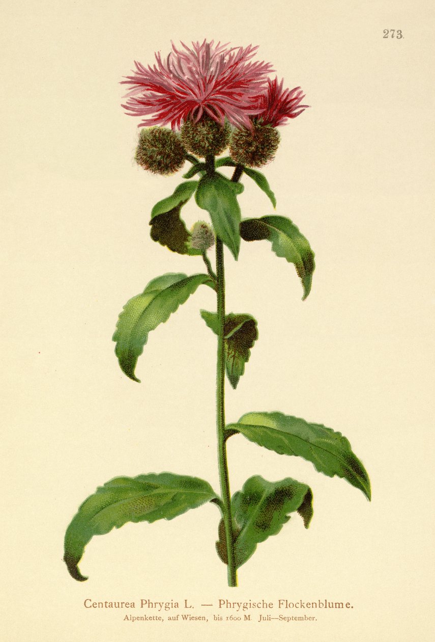 شعر مستعار Knapweed (Centaurea Phrygia) بواسطة المدرسة الألمانية
