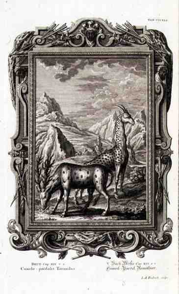 الحيوانات البرية ، من "فيزيكا ساكرا" ، نقشها جاكوب أندرياس فريدريش (1684-1751) أوجسبيرج بواسطة المدرسة الألمانية