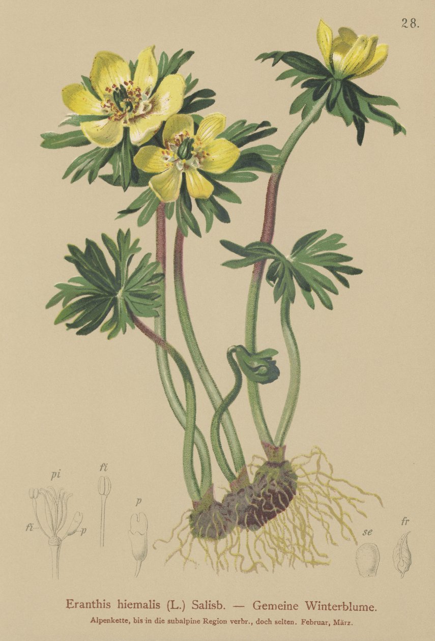 الأكونيت الشتوي (Eranthis winter Eranthis hyemalis) بواسطة المدرسة الألمانية