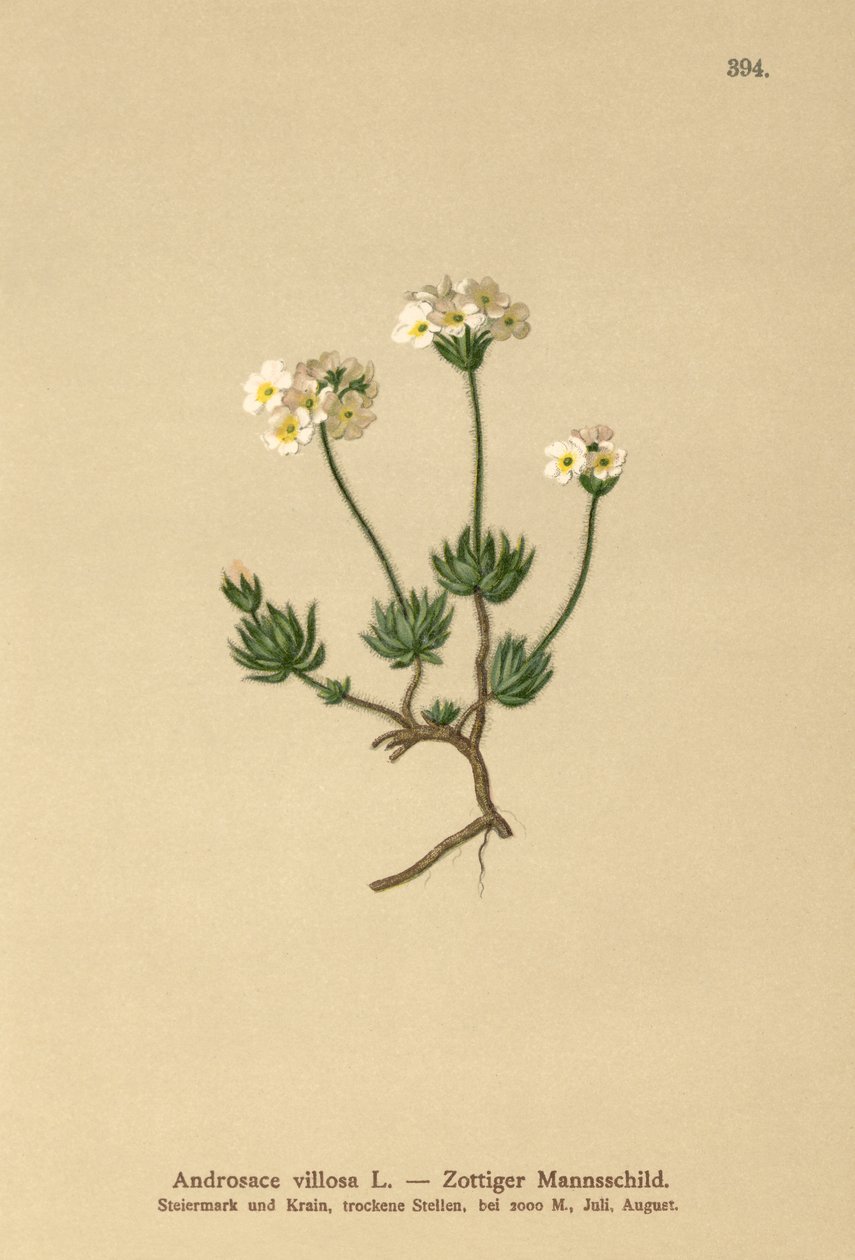 وولي روك ياسمين (Androsace villosa) بواسطة المدرسة الألمانية