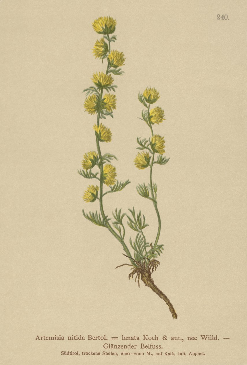 الشيح (Artemisia nitida ، Artemisia lantana) بواسطة المدرسة الألمانية