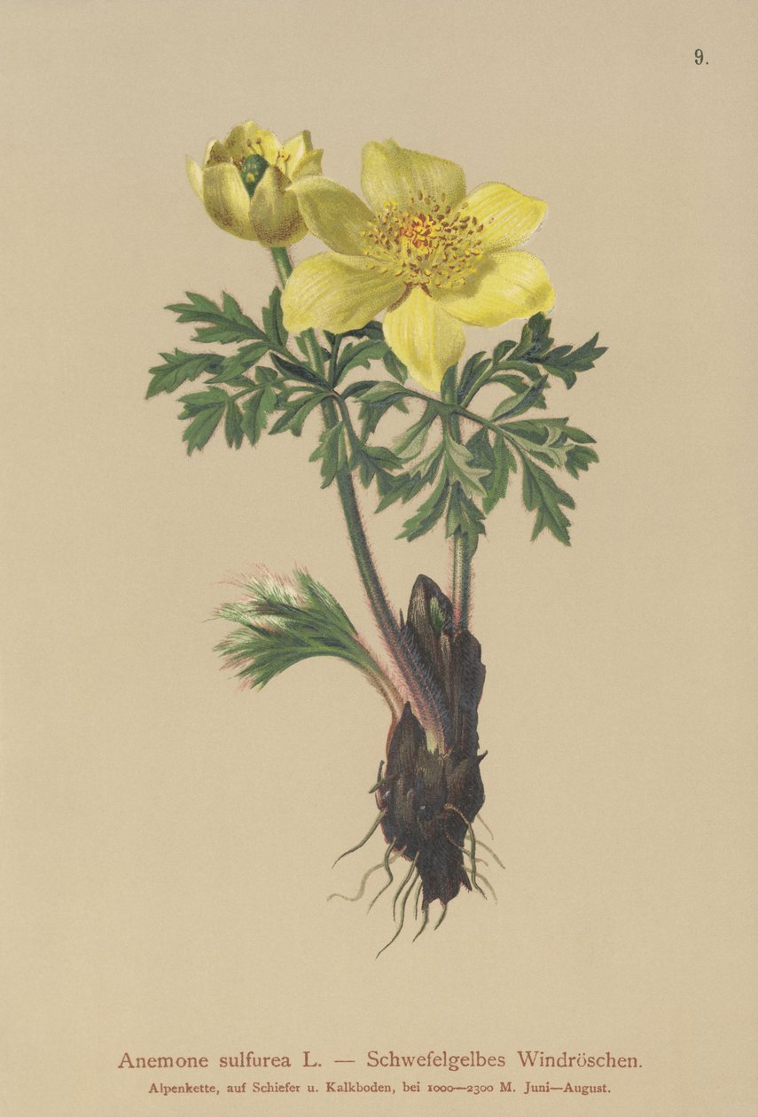 شقائق النعمان الصفراء (شقائق النعمان ، كبريتات شقائق النعمان ، Pulsatilla alpina) بواسطة المدرسة الألمانية