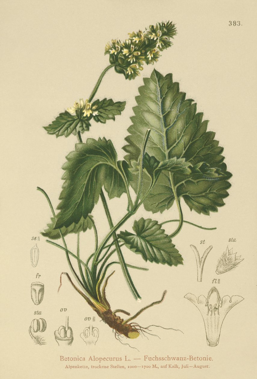 بيتوني أصفر (Betonica Alopecurus ، Stachys alopecuros) بواسطة المدرسة الألمانية