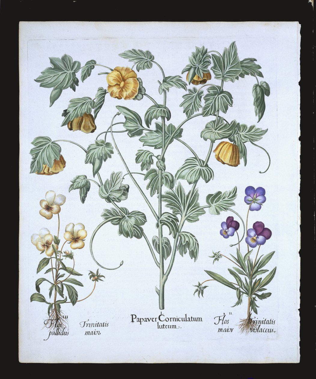 الخشخاش ذو القرن الأصفر ، من Hortus Eystettensis بقلم باسل بيسلر (1561-1629) ، حانة. 1613 (نقش يدوي) بواسطة المدرسة الألمانية