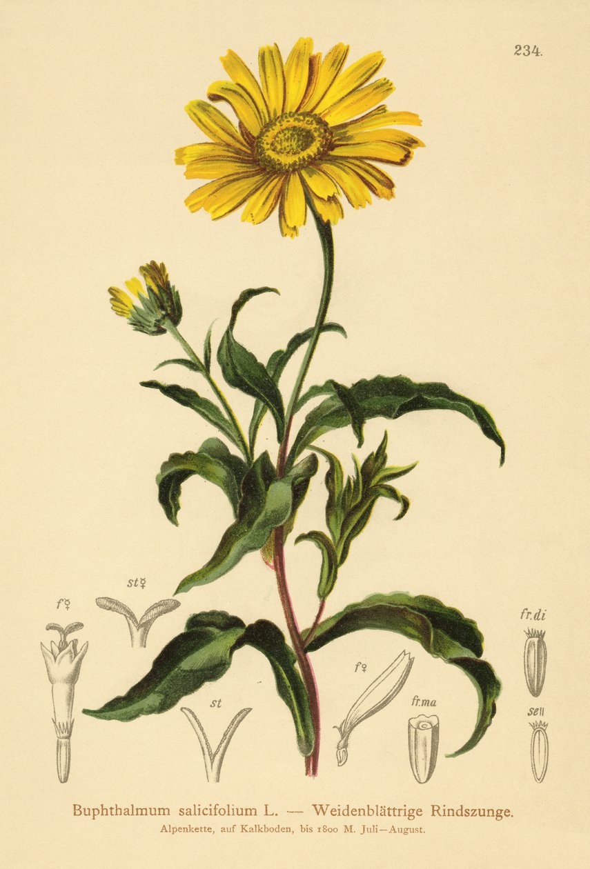أصفر عين الثور (Buphthalmum salicifolium) بواسطة المدرسة الألمانية