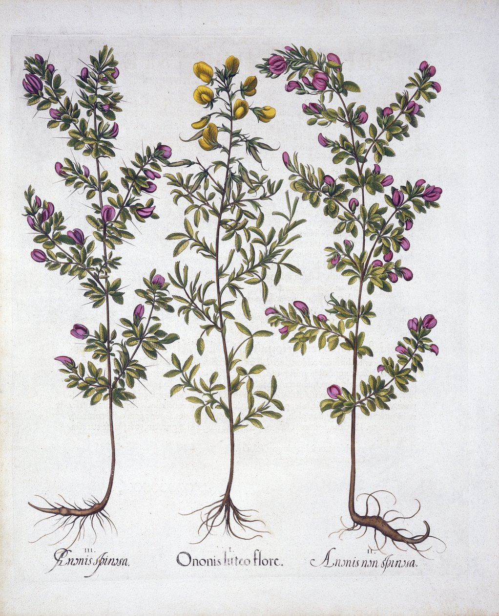 الأصفر Rest-Harrow ، Pink Rest-Harrow و Pink Thorny Rest-Harrow ، من Hortus Eystettensis ، بقلم Basil Besler (1561-1629) ، حانة. 1613 (نقش يدوي) بواسطة المدرسة الألمانية