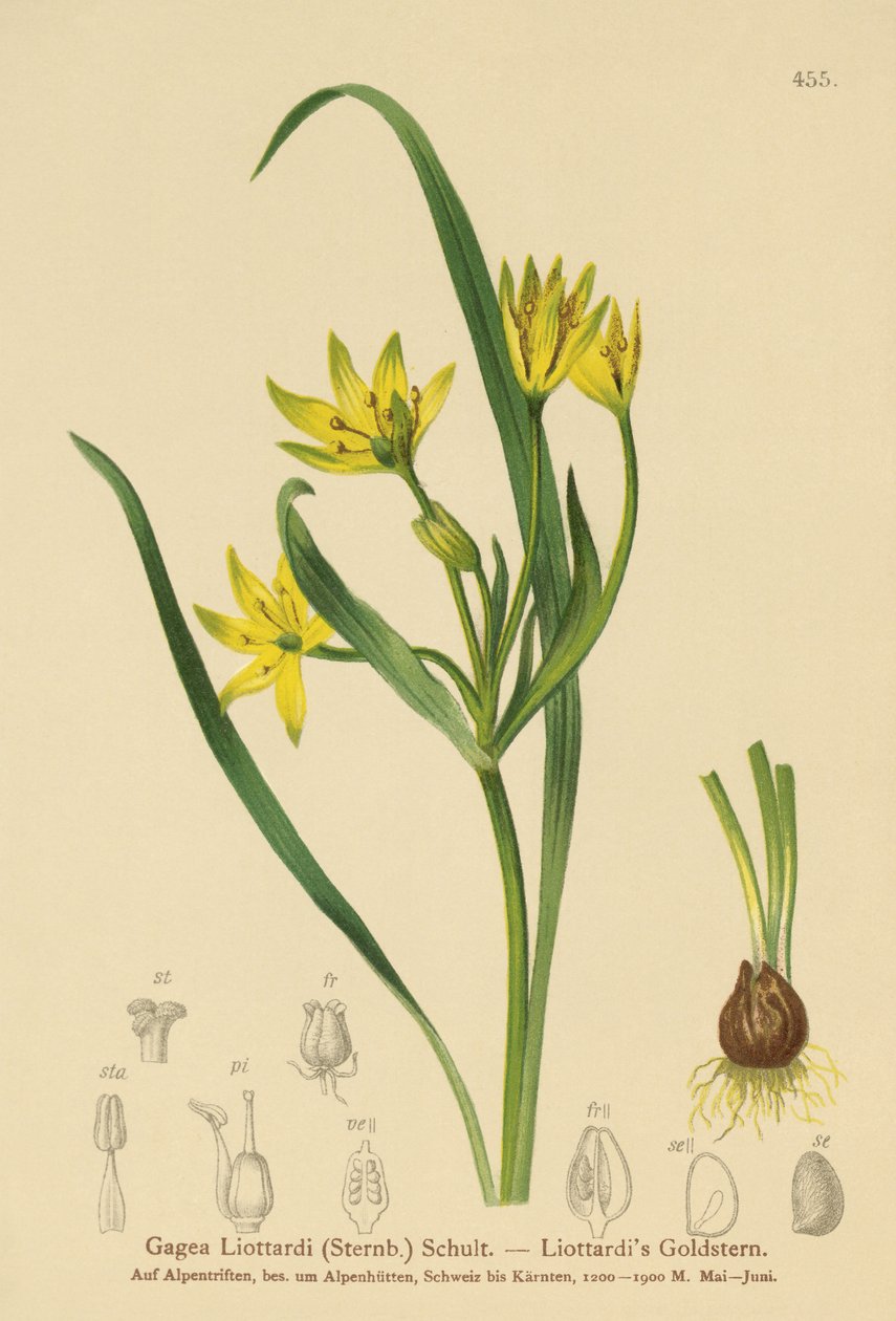 الأصفر نجمة بيت لحم (Gagea Liottardi ، Gagea lutea ، Gagea fragifera ، Ornithogalum الأدنى var. fragiferum ، Gagea fistulosa subsp. liotardii) بواسطة المدرسة الألمانية