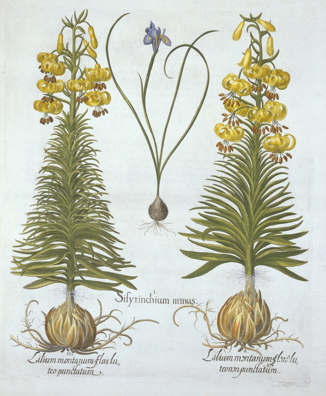 الأصفر Turkscap Lily مع لمبة وعشب أزرق قزم ، من Hortus Eystettensis ، بقلم Basil Besler (1561-1629) ، حانة. 1613 (نقش يدوي) بواسطة المدرسة الألمانية