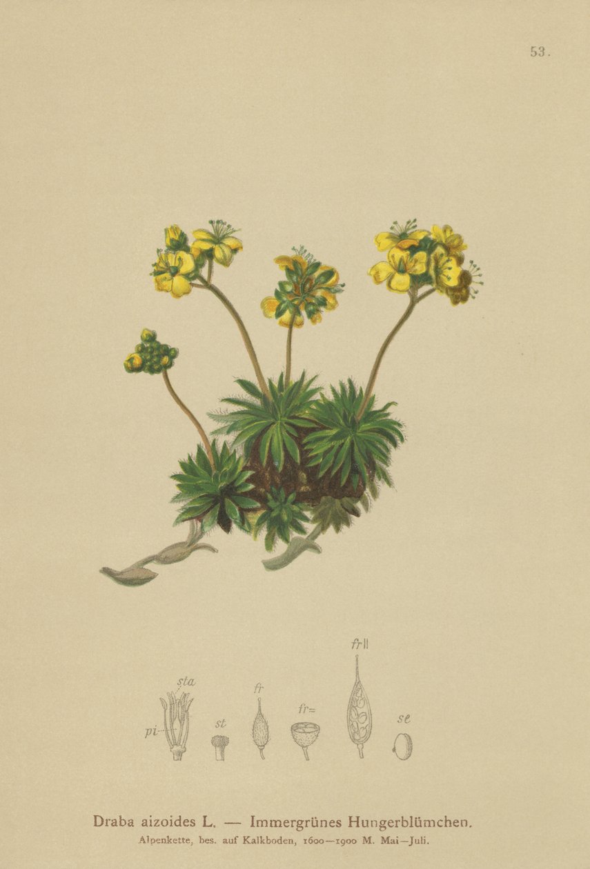 عشب ويتلو الأصفر (Draba aizoides) بواسطة المدرسة الألمانية
