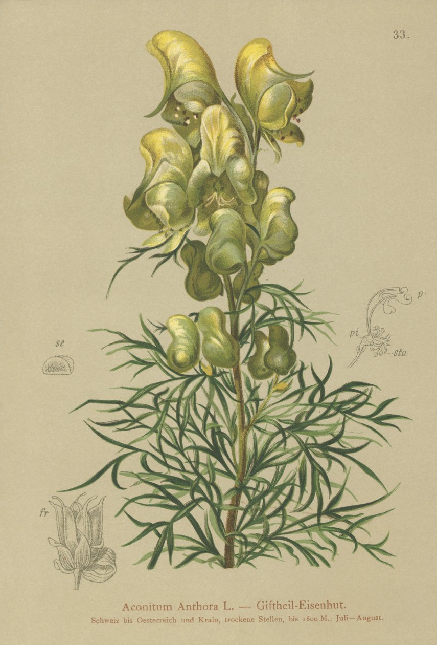 الرهبان الأصفر (Aconitum anthora) بواسطة المدرسة الألمانية
