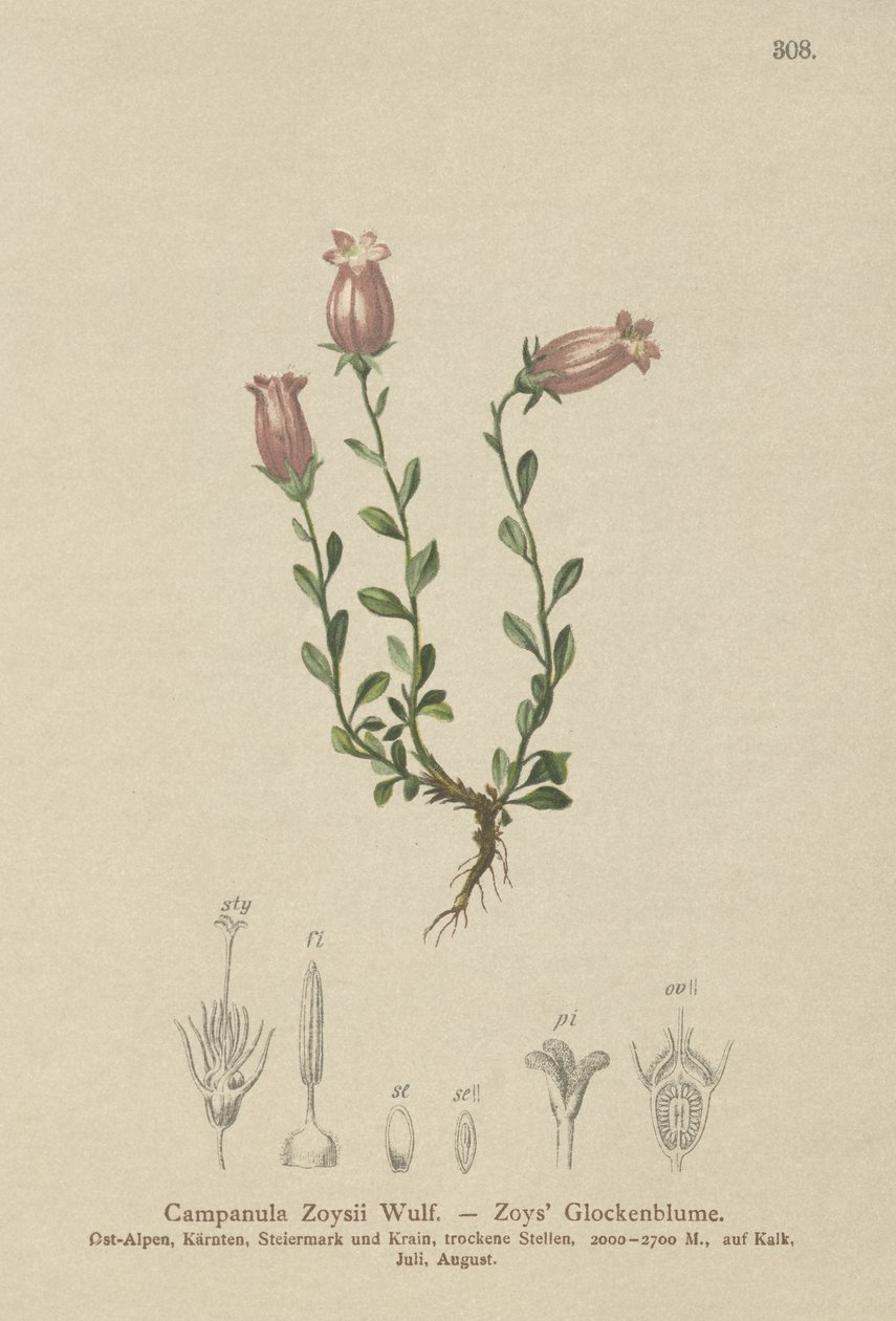 Zois Bellflower (Campanula Zoysii) بواسطة المدرسة الألمانية