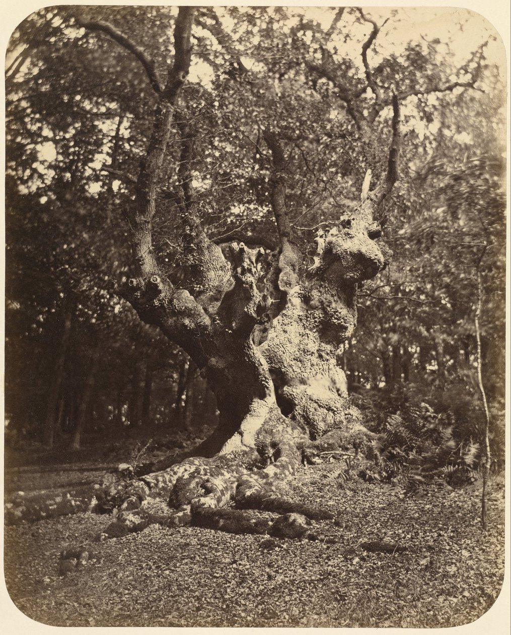 (شجرة Gnarled) بواسطة جيرترود اليزابيث روجرز