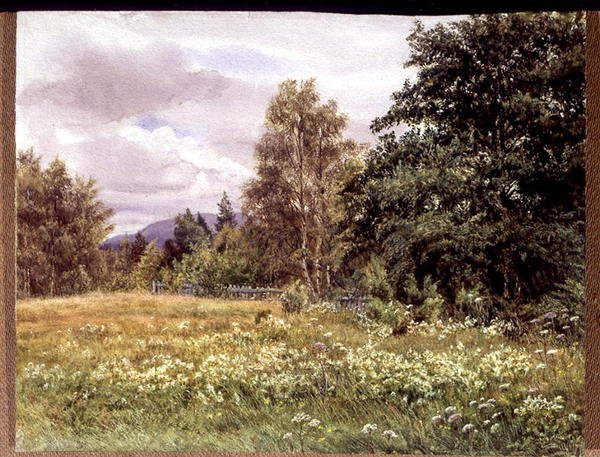 Meadow-sweet بالقرب من Polchar ، Aviemore ، اسكتلندا بواسطة جيرترود مارتينو