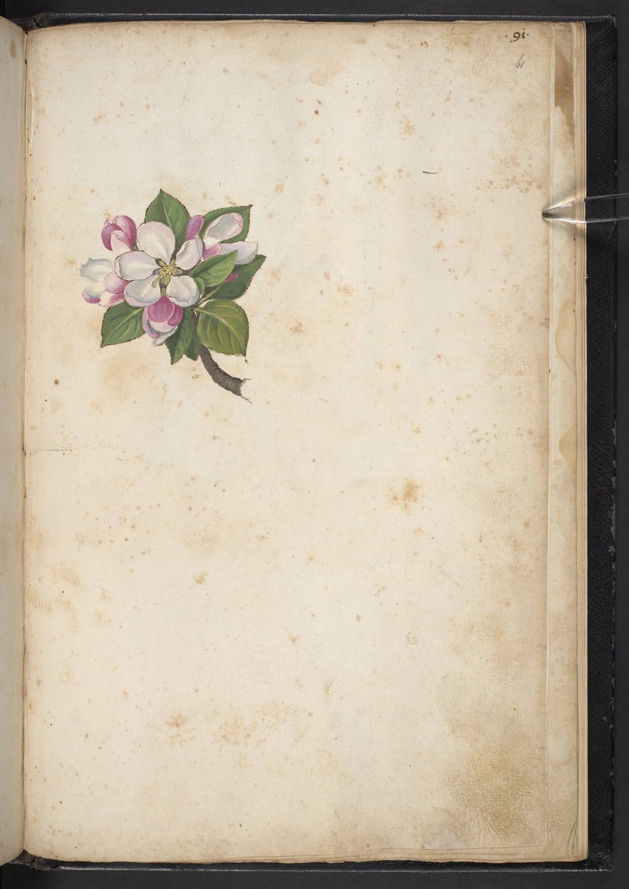 أضف MS 22333 f61r ، Blossom ، من "لوحات نباتات الولايات الرومانية" ، حوالي 1564-84 (ألوان مائية وغواش على ورق) بواسطة غيراردو سيبو
