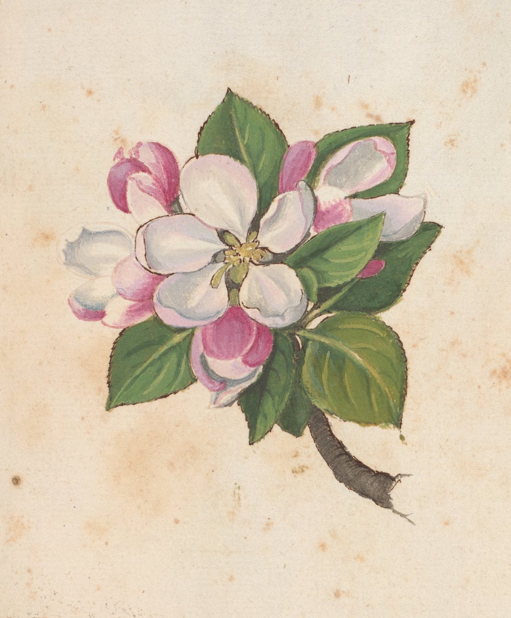 أضف MS 22333 f.61r ، Blossom ، من "لوحات نباتات الولايات الرومانية" ، حوالي 1564-84 (ألوان مائية وغواش على ورق) بواسطة غيراردو سيبو