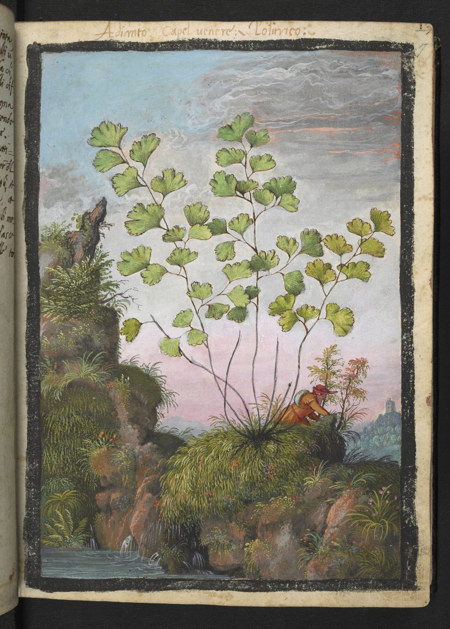 Adiantum capillus-veneris ، من "لوحات فلورا الولايات الرومانية" بقلم غيراردو سيبو ، إضافة MS 22333 ، f017r ، حوالي 1564-84 (ألوان مائية وغواش على ورق) بواسطة غيراردو سيبو