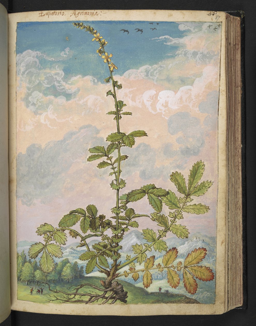 Agrimonia eupatoria ، من "لوحات فلورا من الدول الرومانية" بقلم غيراردو سيبو ، إضافة MS 22333 ، f087r ، حوالي 1564-84 (ألوان مائية وغواش على ورق) بواسطة غيراردو سيبو