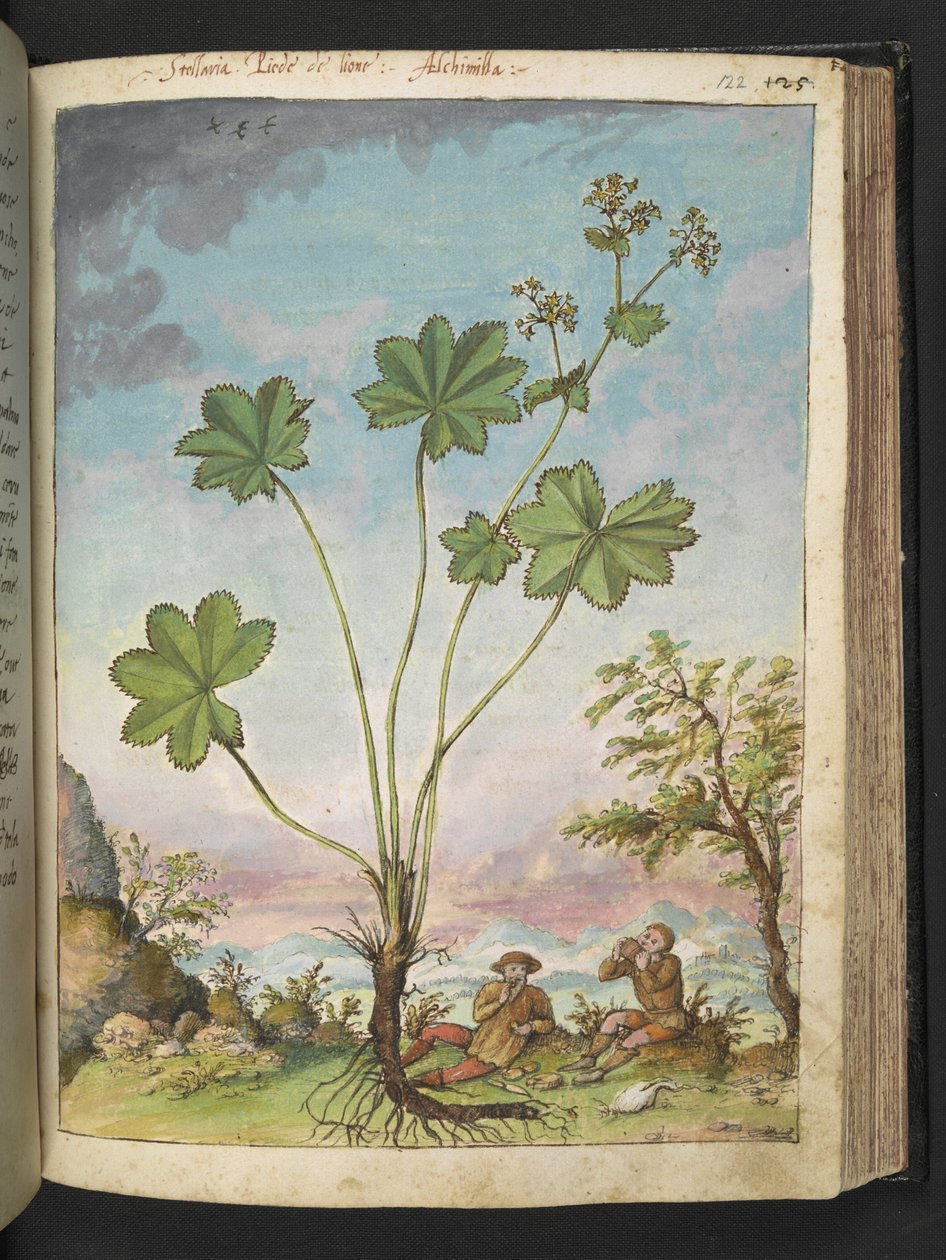 Alchemilla vulgaris (عباءة السيدة) ، من "لوحات فلورا للولايات الرومانية" بقلم غيراردو سيبو ، إضافة MS 2233 ، f122r ، c.1564-84 (ألوان مائية وغواش على ورق) بواسطة غيراردو سيبو