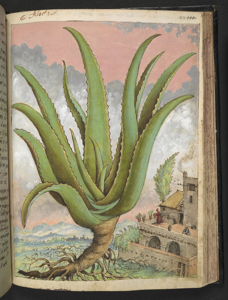 الصبار ، من "لوحات فلورا الولايات الرومانية" بقلم غيراردو سيبو ، إضافة MS 22333، f144r، c.1564-84 (ألوان مائية وغواش على ورق) بواسطة غيراردو سيبو