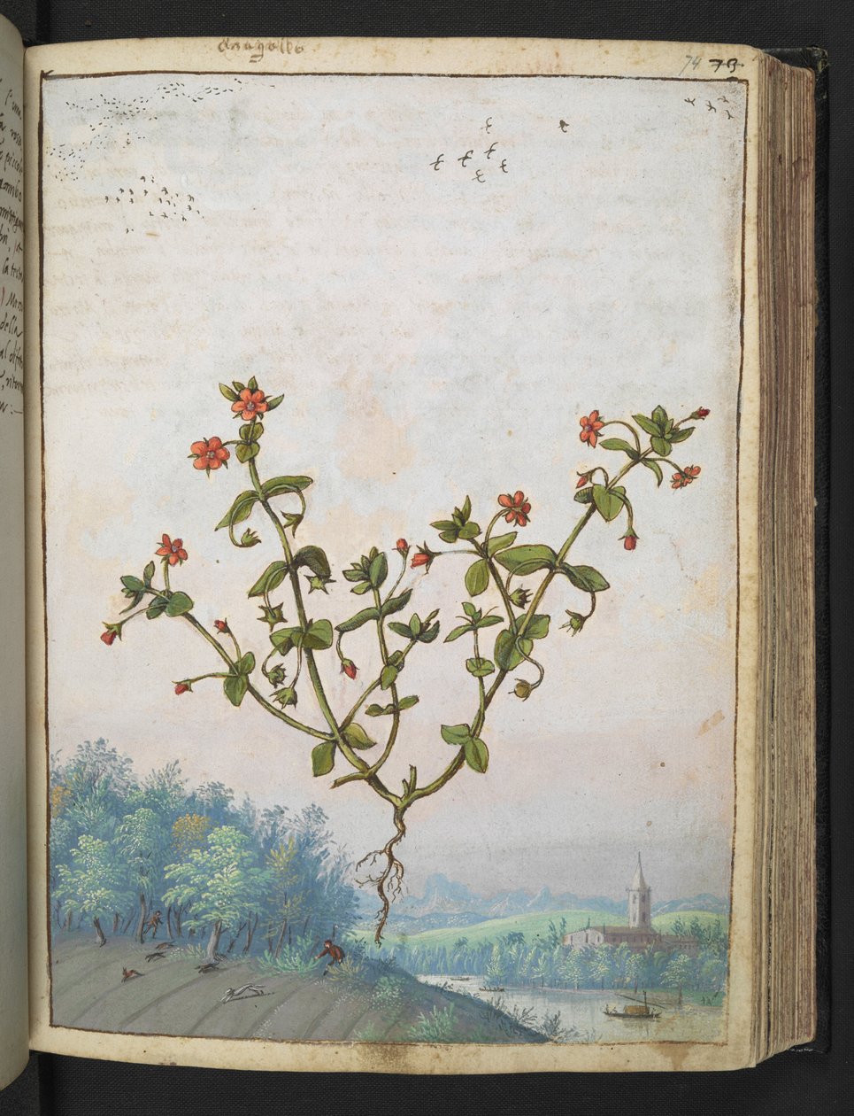 Anagallis arvensis: نبتة ذات أزهار حمراء ، من "لوحات فلورا من الدول الرومانية" بقلم غيراردو سيبو ، إضافة MS 22333 ، f074r ، c.1564-84 (ألوان مائية وغواش على ورق) بواسطة غيراردو سيبو