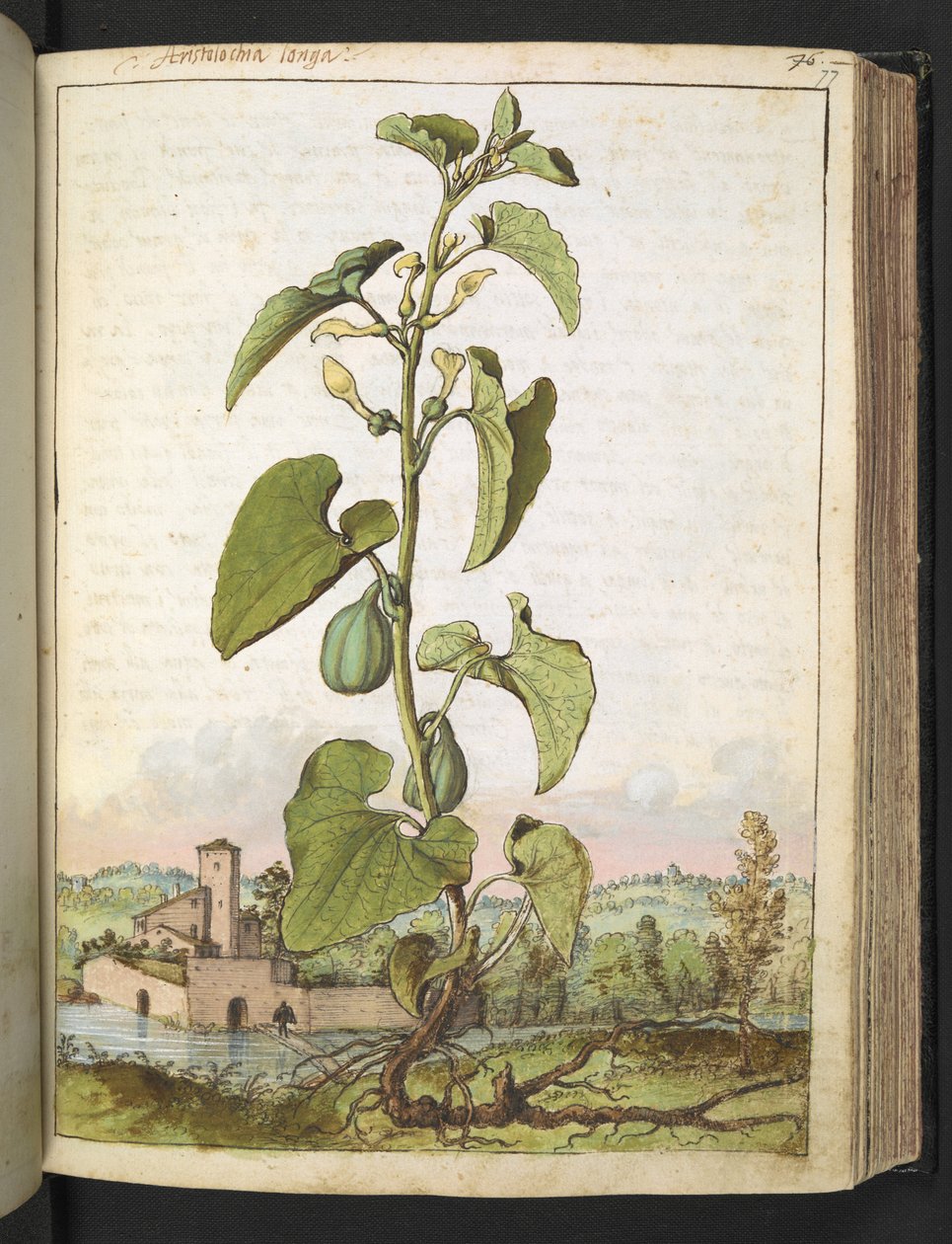 Aristolochia clematitis ، من "لوحات فلورا الولايات الرومانية" بقلم غيراردو سيبو ، إضافة MS 22333 ، f077r ، 1564-84 (ألوان مائية وغواش على ورق) بواسطة غيراردو سيبو