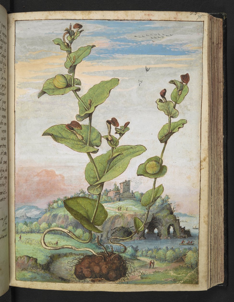 Aristolochia rotunda: نبات يحمل الفاكهة ، من "لوحات فلورا للولايات الرومانية" بقلم غيراردو سيبو ، إضافة MS 22333 ، f078r ، حوالي 1564-84 (ألوان مائية وغواش على ورق) بواسطة غيراردو سيبو