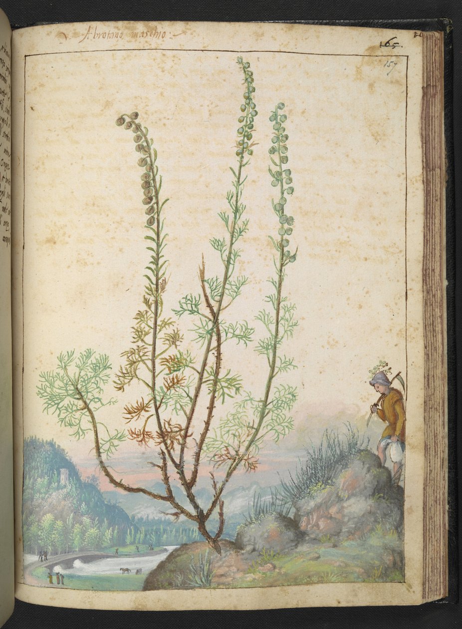 Artemisia abrotanum (Southernwood) ، من "لوحات فلورا للولايات الرومانية" بقلم غيراردو سيبو ، إضافة MS 22333 ، f157r ، حوالي 1564-84 (ألوان مائية وغواش على ورق) بواسطة غيراردو سيبو