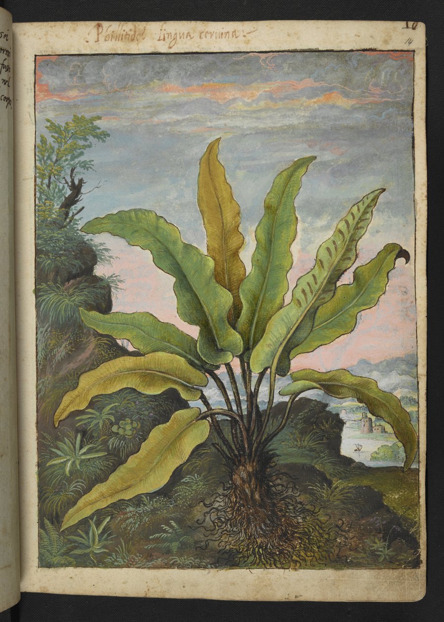 Asplenium scolopendrium ، من "لوحات فلورا الولايات الرومانية" بقلم غيراردو سيبو ، إضافة MS 22333 ، f014r ، c.1564-84 (ألوان مائية وغواش على ورق) بواسطة غيراردو سيبو