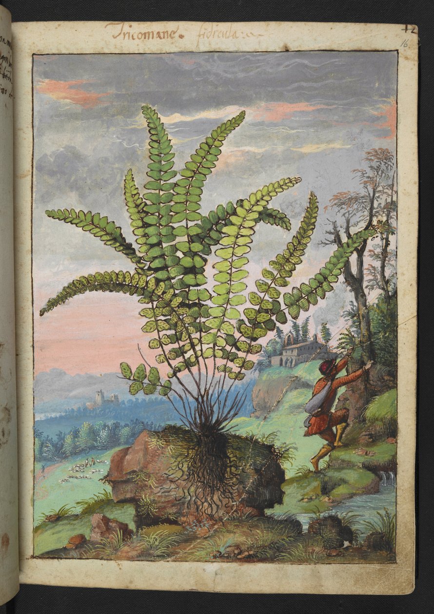 Asplenium trichomanes ، من "لوحات فلورا الولايات الرومانية" بقلم غيراردو سيبو ، إضافة MS 22333 ، f016r ، c.1564-84 (ألوان مائية وغواش على ورق) بواسطة غيراردو سيبو