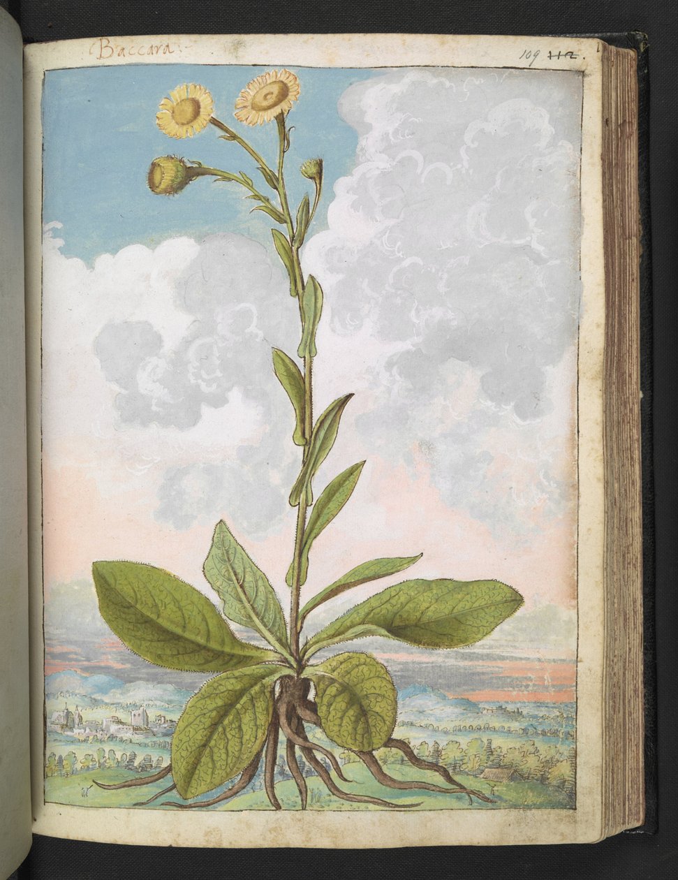 بكارا ، من "لوحات فلورا من الدول الرومانية" بقلم غيراردو سيبو ، إضافة MS 22333 ، f109r ، c.1564-84 (ألوان مائية وغواش على ورق) بواسطة غيراردو سيبو