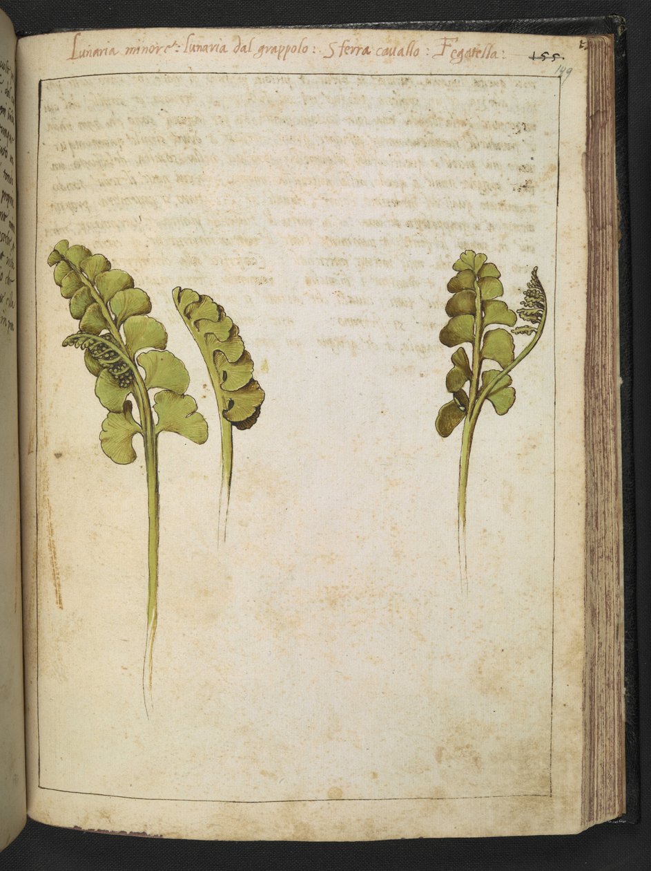 Botrychium lunaria (fern) ، من "لوحات فلورا الولايات الرومانية" بقلم غيراردو سيبو ، إضافة MS 22333 ، f149r ، حوالي 1564-84 (ألوان مائية وغواش على ورق) بواسطة غيراردو سيبو