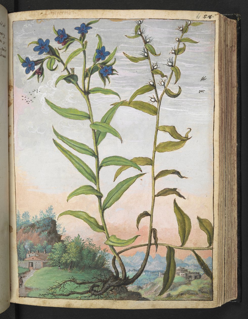 Buglossoides purpurocaerulea ، من "لوحات فلورا للولايات الرومانية" بقلم غيراردو سيبو ، إضافة MS 22333 ، f061r ، c.1564-84 (ألوان مائية وغواش على ورق) بواسطة غيراردو سيبو