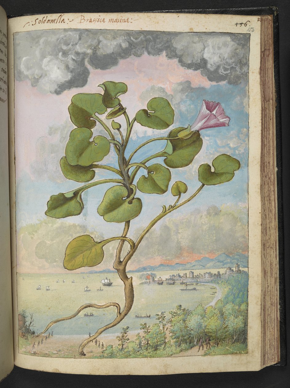 Calystegia Soldanella ، من "لوحات فلورا من الدول الرومانية" بقلم غيراردو سيبو ، إضافة MS 22333 ، f150r ، c.1564-84 (ألوان مائية وغواش على ورق) بواسطة غيراردو سيبو