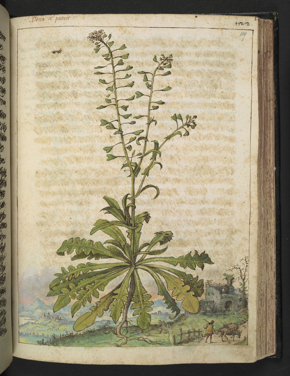 Capsella bursa-pastoris ، من "لوحات فلورا الولايات الرومانية" بقلم غيراردو سيبو ، إضافة MS 22333 ، f119r ، c.1564-84 (ألوان مائية وغواش على ورق) بواسطة غيراردو سيبو
