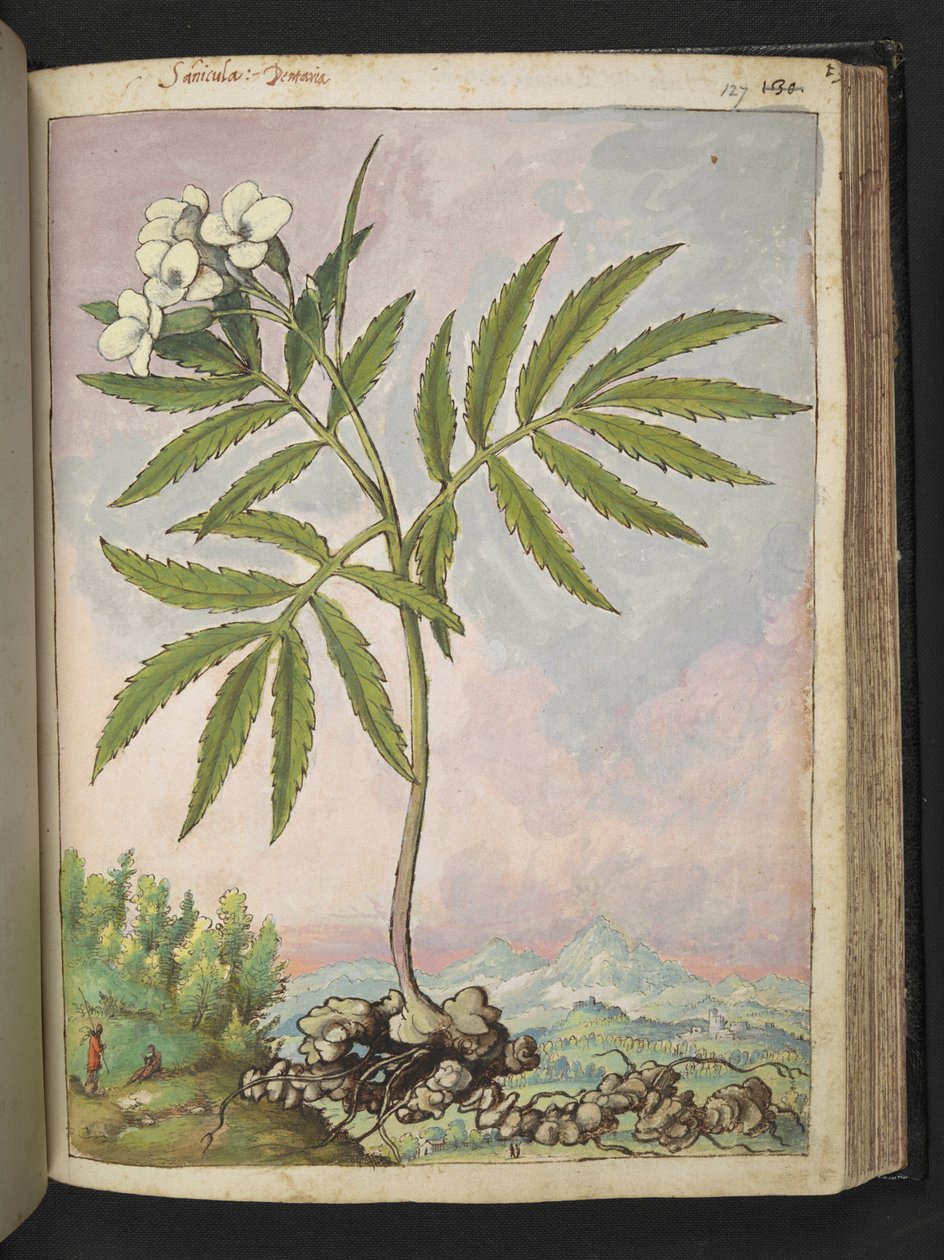 Cardamine heptaphylla ، من "لوحات فلورا من الدول الرومانية" بقلم غيراردو سيبو ، إضافة MS 22333 ، f127r ، حوالي 1564-84 (ألوان مائية وغواش على ورق) بواسطة غيراردو سيبو
