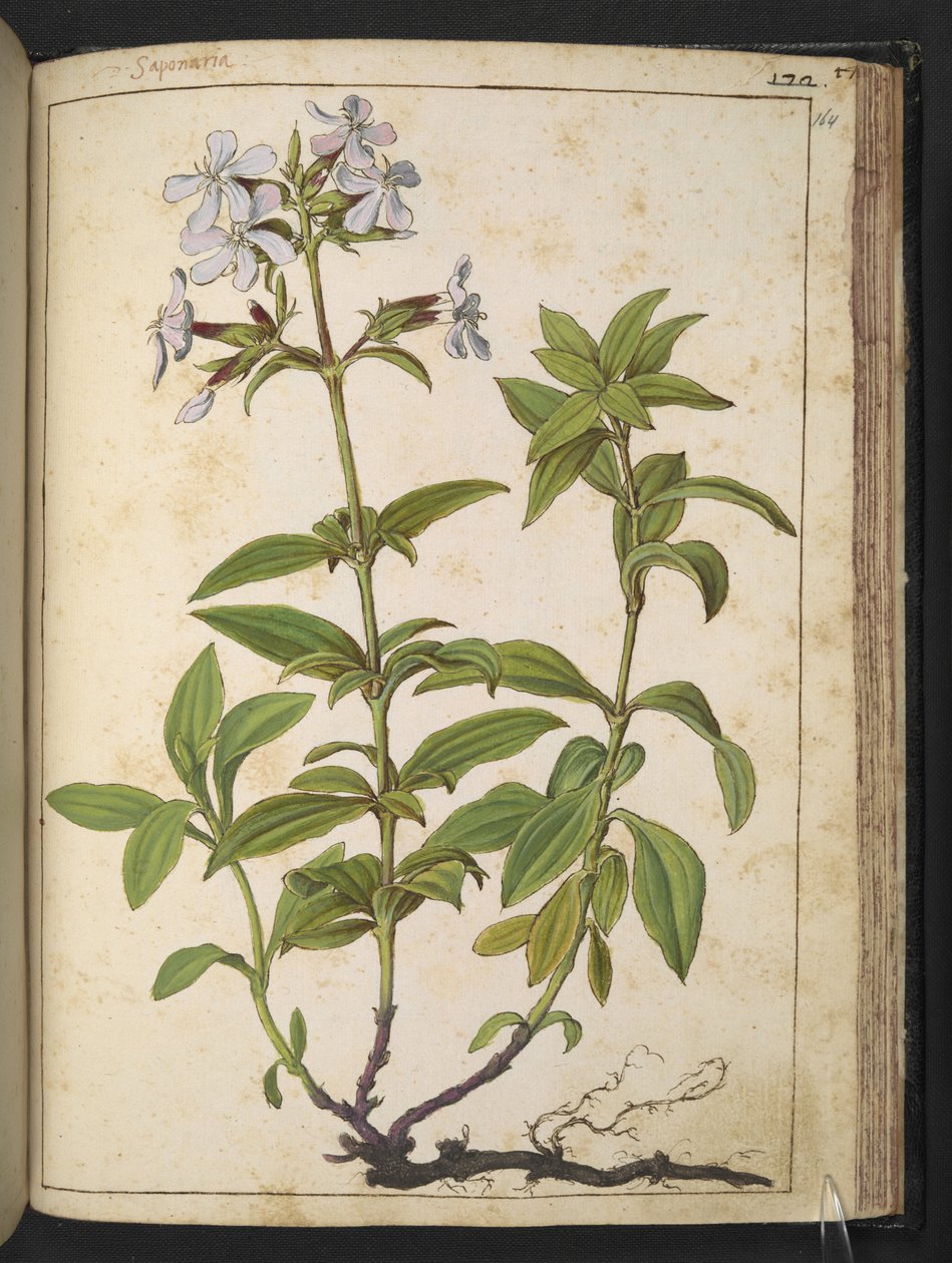 Caryophyllaceae (Soapwort): جنس من النباتات المزهرة في الأسرة الوردية ، من "لوحات فلورا الولايات الرومانية" بقلم غيراردو سيبو ، إضافة MS 22333 ، f164r ، c.1564-84 (ألوان مائية وغواش على ورق) بواسطة غيراردو سيبو