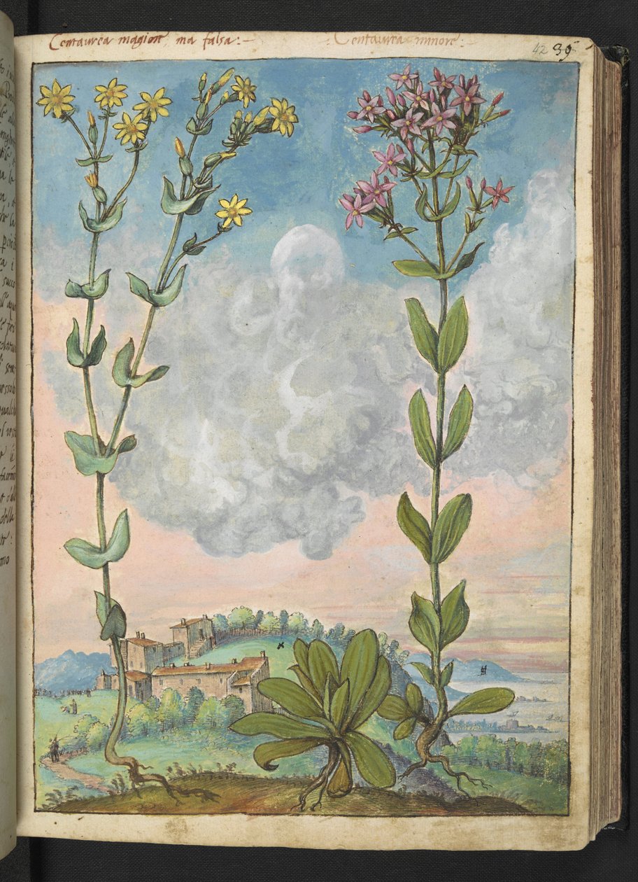 Centaurium erythraea ، من "لوحات فلورا من الدول الرومانية" بقلم غيراردو سيبو ، إضافة MS 22333 ، f042r ، حوالي 1564-84 (ألوان مائية وغواش على ورق) بواسطة غيراردو سيبو