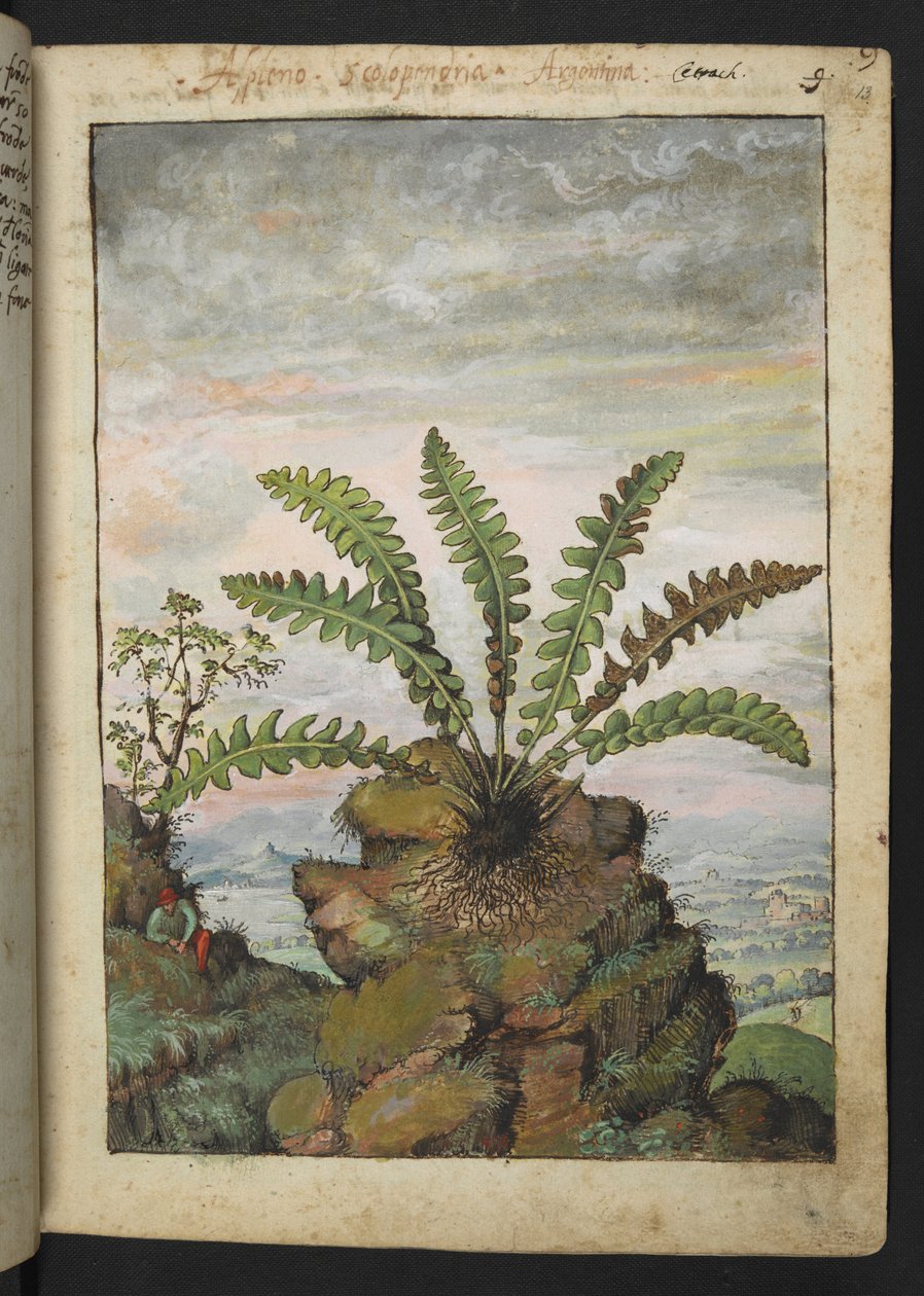 Ceterach officinarum ، من "لوحات فلورا من الدول الرومانية" بقلم غيراردو سيبو ، إضافة MS 22333 ، f013r ، c.1564-84 (ألوان مائية وغواش على ورق) بواسطة غيراردو سيبو