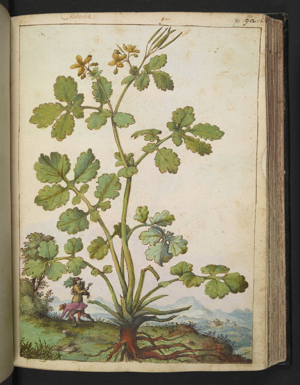 Chelidonium majus ، من "لوحات فلورا من الدول الرومانية" بقلم غيراردو سيبو ، إضافة MS 22333 ، f090r ، حوالي 1564-84 (ألوان مائية وغواش على ورق) بواسطة غيراردو سيبو