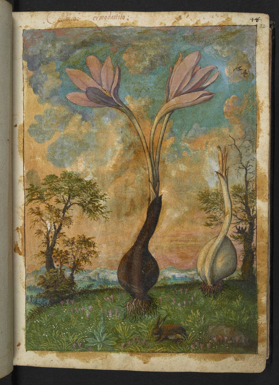 Colchicum autumnale ، من "لوحات فلورا من الدول الرومانية" بقلم غيراردو سيبو ، إضافة MS 22333 ، f022r ، c.1564-84 (ألوان مائية وغواش على ورق) بواسطة غيراردو سيبو