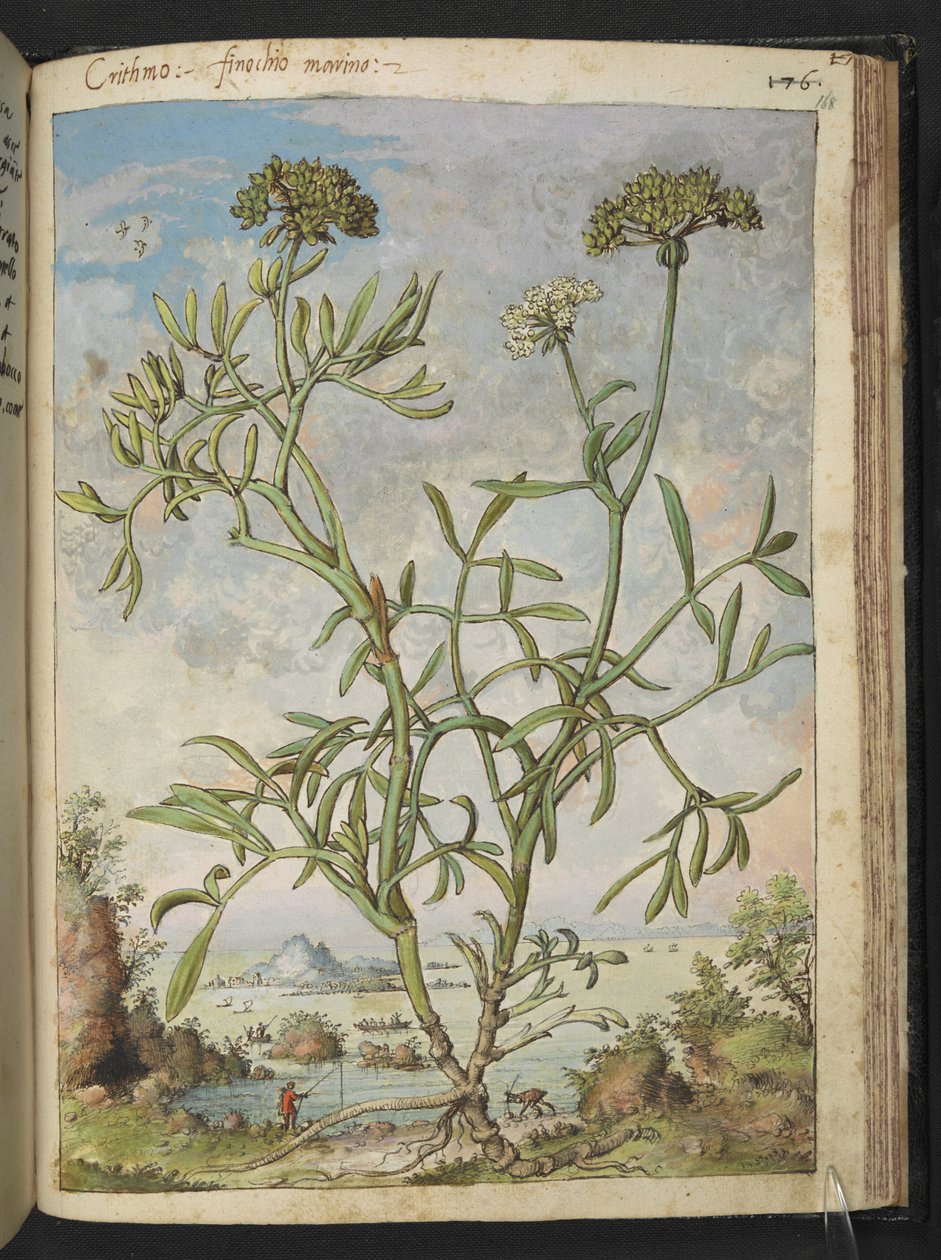 Crithmum maritimum ، ربما Crithmum ، من "لوحات فلورا من الدول الرومانية" بقلم غيراردو سيبو ، إضافة MS 22333 ، f168r ، c.1564-84 (ألوان مائية وغواش على ورق) بواسطة غيراردو سيبو