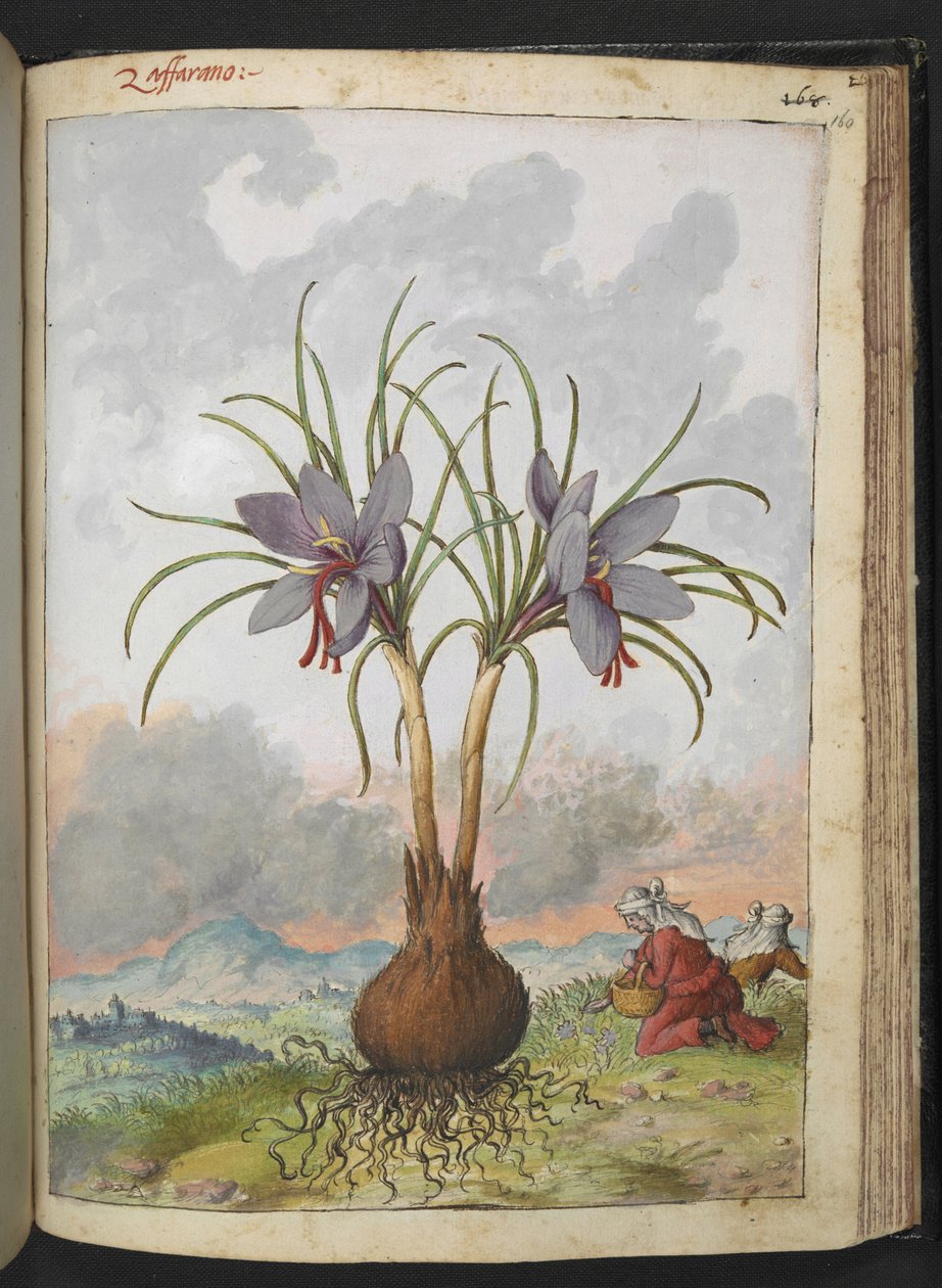 Crocus sativus (الزعفران) ، من "لوحات فلورا من الدول الرومانية" بقلم غيراردو سيبو ، إضافة MS 22333 ، f160r ، حوالي 1564-84 (ألوان مائية وغواش على ورق) بواسطة غيراردو سيبو