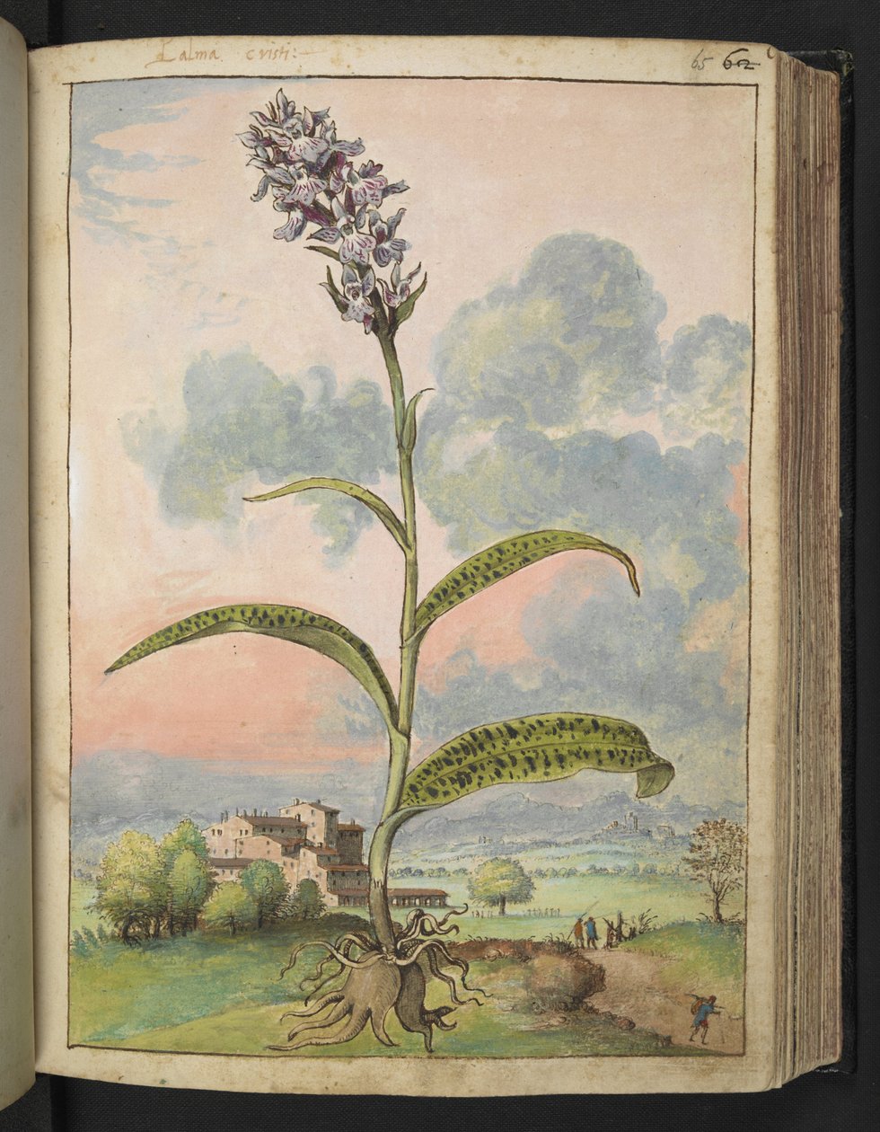 Dactylorhiza fuchsii ، من "لوحات فلورا الولايات الرومانية" بقلم غيراردو سيبو ، إضافة MS 22333 ، f065r ، حوالي 1564-84 (ألوان مائية وغواش على ورق) بواسطة غيراردو سيبو