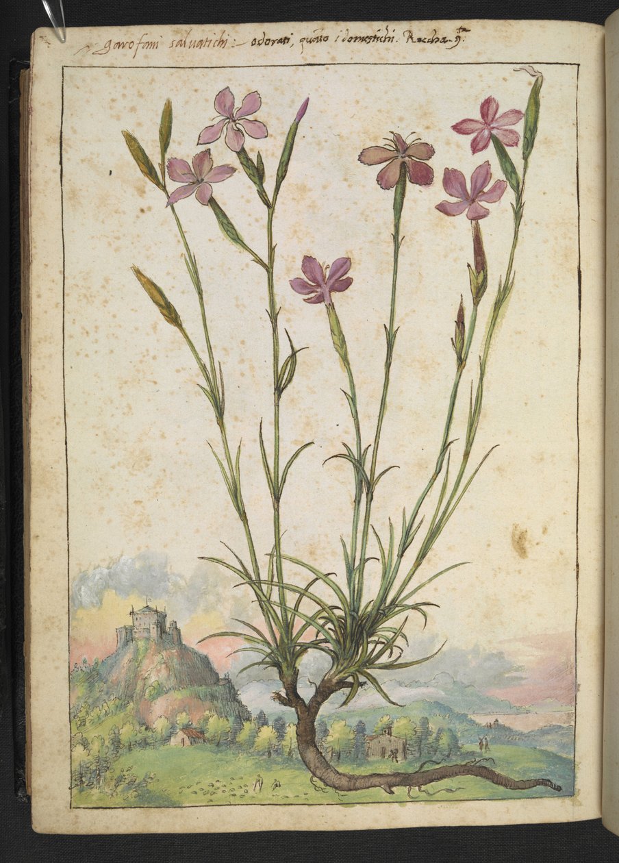 Dianthus longicaulis: نبات بتلات وردية ، من "لوحات فلورا من الولايات الرومانية" بقلم غيراردو سيبو ، إضافة MS 22333 ، f179v ، c.1564-84 (ألوان مائية وغواش على ورق) بواسطة غيراردو سيبو