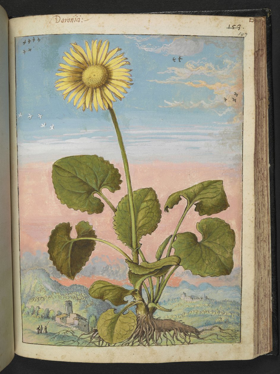 Doronicum austriacum: نبات به زهرة صفراء ، من "لوحات فلورا من الولايات الرومانية" بقلم غيراردو سيبو ، إضافة MS 22333 ، f147r ، c.1564-84 (ألوان مائية وغواش على ورق) بواسطة غيراردو سيبو