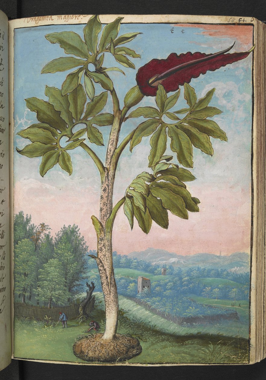 Dracunculus vulgaris ، من "لوحات فلورا الولايات الرومانية" بقلم غيراردو سيبو ، إضافة MS 22333 ، f054r ، c.1564-84 (ألوان مائية وغواش على ورق) بواسطة غيراردو سيبو